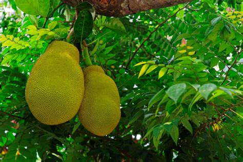Breadfruit Tree Grow Care For And Harvest Breadfruit Trees