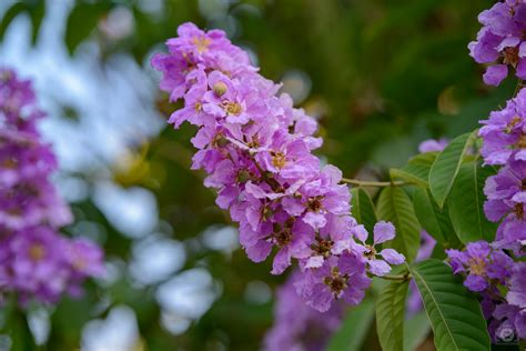 Queen Crape Myrtle Background High Quality Free Backgrounds