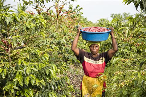 Woman Coffee Harvest Initiative For Coffeeandclimate
