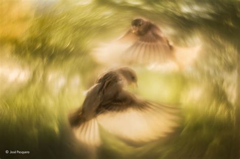 Spiralling Sparrows Wildlife Photographer Of The Year Natural History Museum