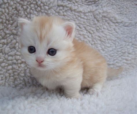 22 Most Adorable White Munchkin Cat Photos And Pictures