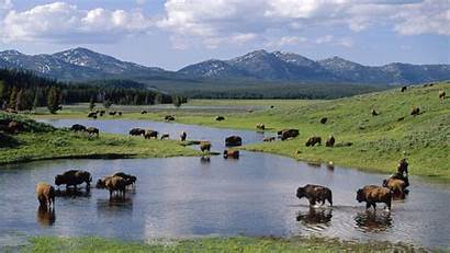 Bison Park Yellowstone National Wyoming American Wallpapers