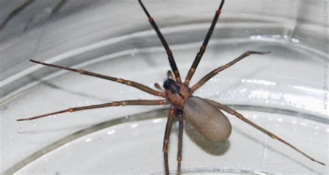A Brown Recluse Spiders Venom Is Toxic And The Bite Can Sometimes