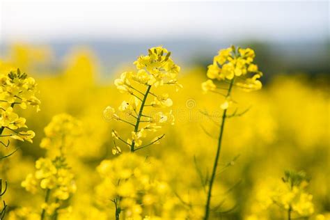 Close Up Detail Of Blooming Yellow Rapeseed Plants In Agricultural Farm