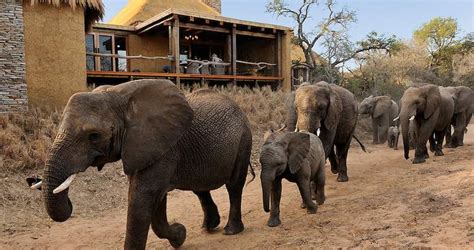 Elephant Safari In South Africa