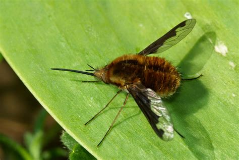 One Species A Day Large Bee Fly
