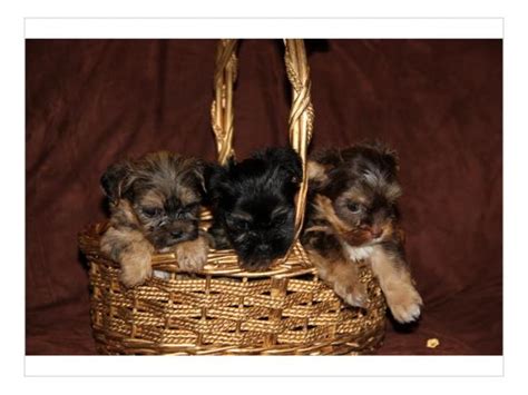 Want to know the brands that made the list for the best dog food for yorkies? Adorable Teacup Yorkie Puppies For Sale. Pretoria ...