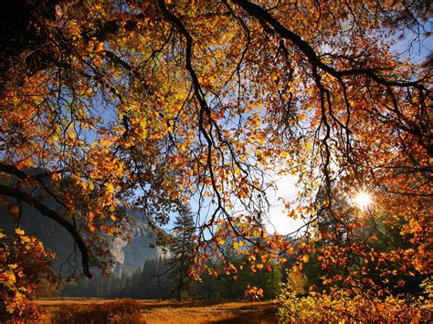 Nature Scenery Autumn Tree Branches Leaves Sunlight Wallpaper