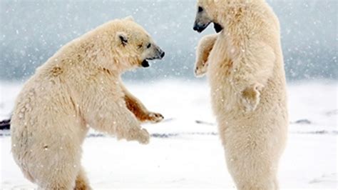Cool Polar Bears Youtube