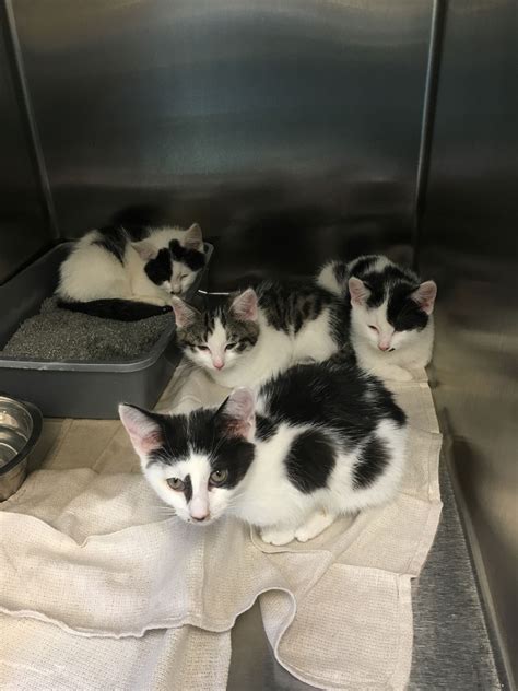 Md Shelter Finds Dozens Of Abandoned Kittens And Cats On Doorstep