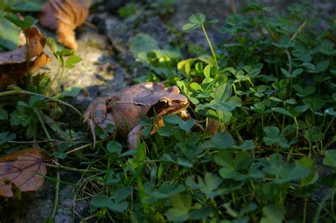 Free Images Nature Forest Wilderness Leaf Flower Animal