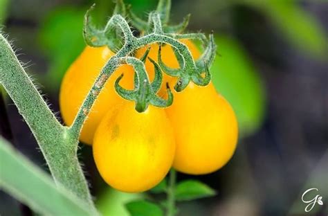 Yellow Tomato Varieties Tomatoes With Yellow Fruits To Grow