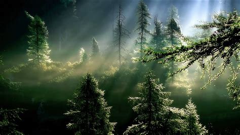 The Suns Rays In A Misty Spruce Forest Wallpapers And