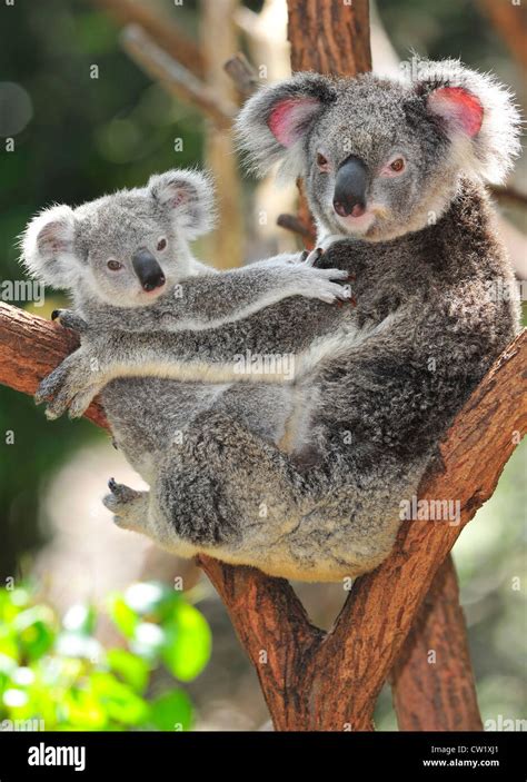 Newborn Koala Bear Image Wallpapers Hd