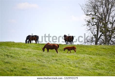 Beautiful Horse Farm Lexington Kentucky Stock Photo 132993179