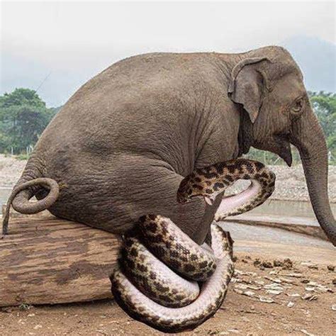 Animal Channel Videos Elephant Vs Snake Fightthe Power Of Snakes Is Here