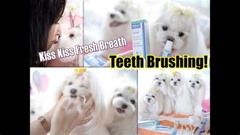 Grooming Teeth How We Brush Our Dogs Teeth~ Maltese Dog
