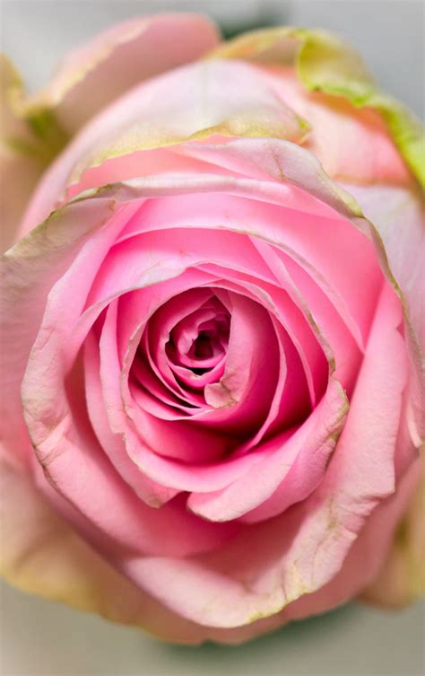 Download Wallpaper 840x1336 Pink Rose Fresh Close Up Iphone 5