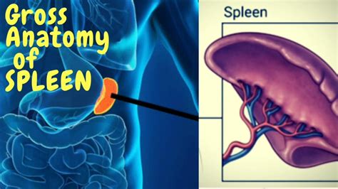 Anatomy Of Spleen Gross External Features Blood Supply Clinical