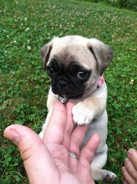 10 Images About Pug On Pinterest Pug Love Pets And Pies