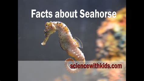 Facts About Seahorse Youtube
