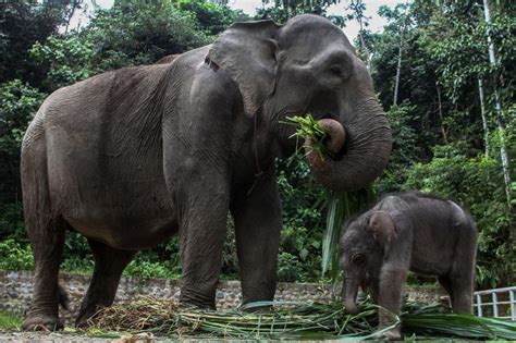 Satu Gajah Sumatra Ditemukan Mati Tanpa Kepala Di Aceh Timur