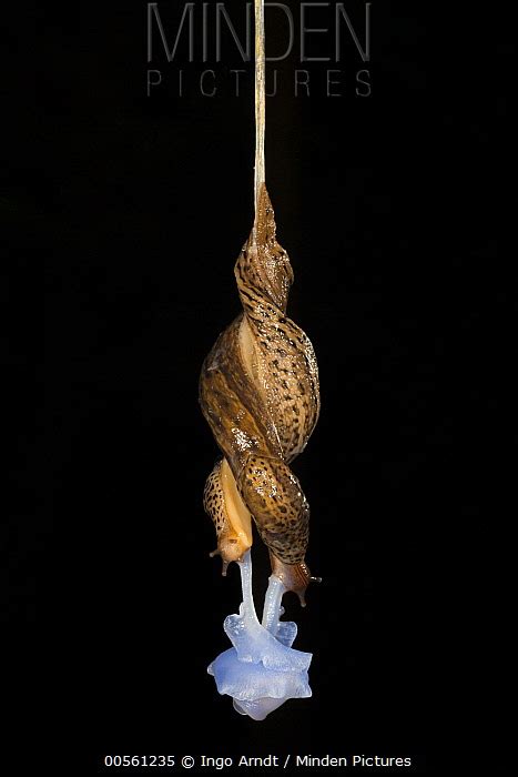 Minden Pictures Great Grey Slug Limax Maximus Pair Mating While Hanging From Mucus String