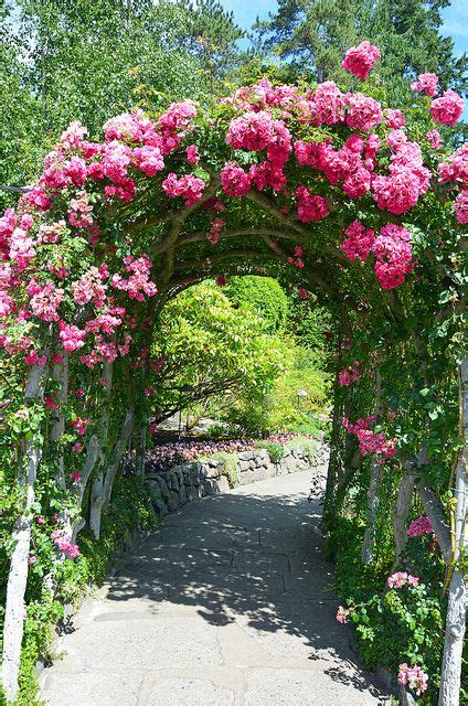 Pink Rose Garden Archway Garden Archway Climbing Roses Garden Arches