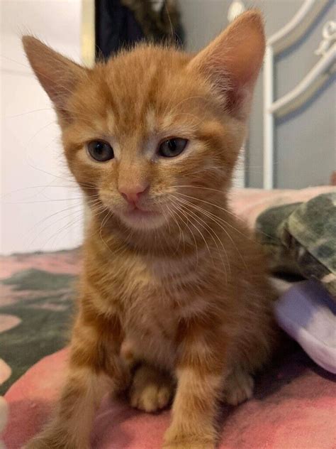 Beautiful Ginger Kitten For Sale In Barnsley South Yorkshire Gumtree