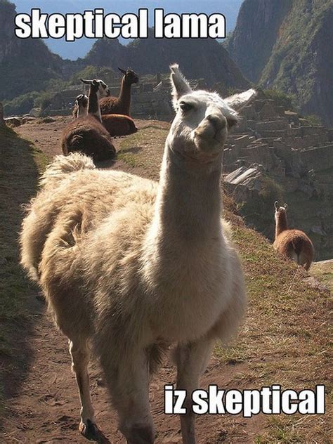 19 Hilarious Llama Pics And Memes Funny Llama Llama Funny Animal Memes
