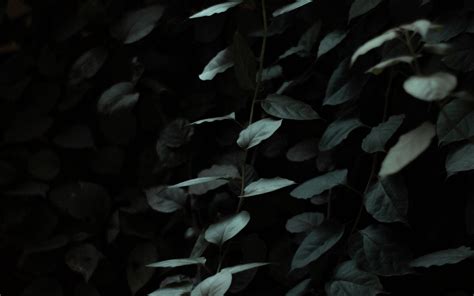 Download Wallpaper 3840x2400 Leaves Dark Green Plant Branches 4k
