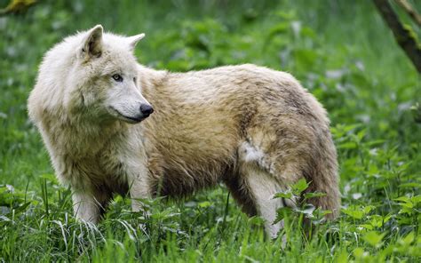 Download Wallpaper 3840x2400 Polar Wolf Wolf Predator Animal Grass