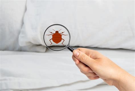 The Cities With The Most Bed Bugs