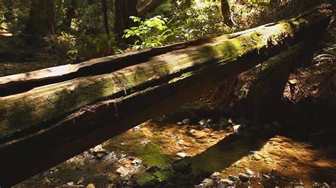 Peaceful Forest Creek Still Nature Scene Endless Video