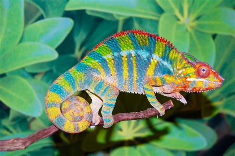 Ambilobe Panther Chameleon For Sale Flynn Bloodline Chameleons For