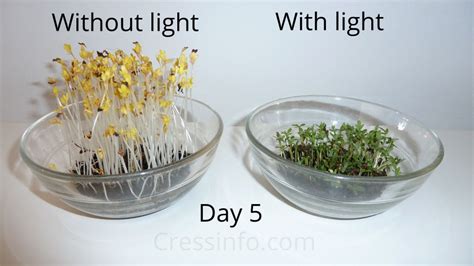The plant can tolerate low levels of light and humidity; Dark vs light - Cressinfo.com