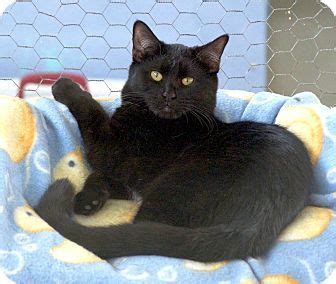 Thousands of dogs and cats across the country are up for adoption and are eagerly waiting for their forever homes and families. St Louis, MO - Domestic Shorthair. Meet Nemo, a cat for ...