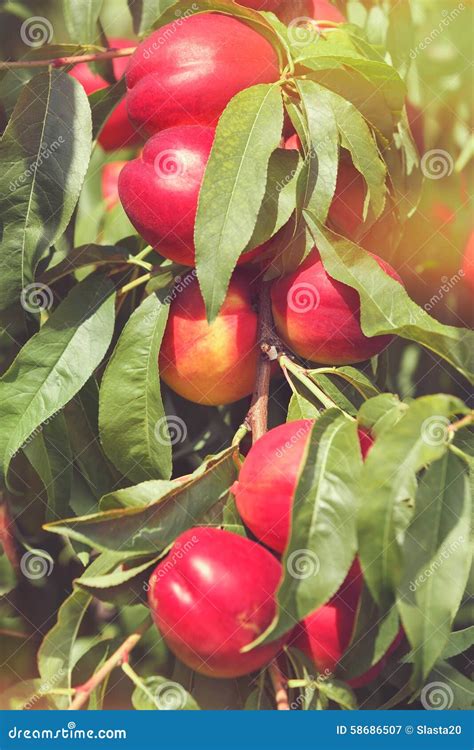Nectarines On Tree Stock Image Image Of Bright Leaf 58686507
