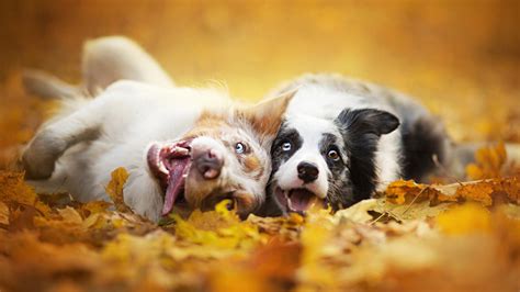 Free Download Dog Animals Depth Of Field Fall Wallpapers Hd Fall Animal