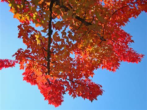 Blue Sky Red Autumn Leaves Sunlit Orange Baslee Troutman Photograph By