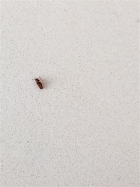 Bug Inside The House 353957 Ask Extension