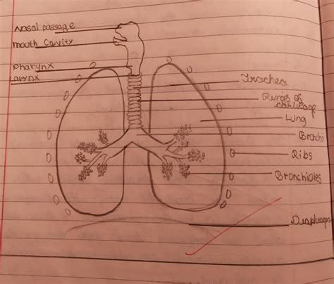 How To Draw Human Respiratory System Step By Step Eas Vrogue Co