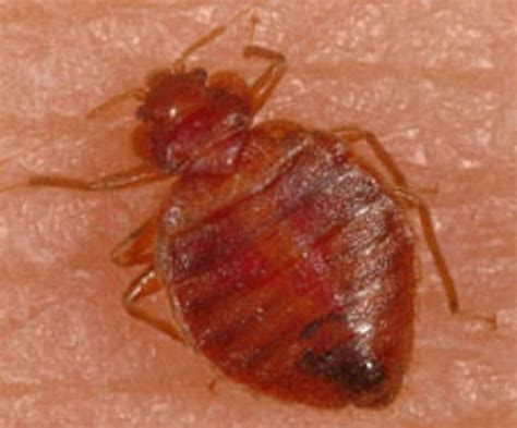Is It Scabies Or Bed Bugs Bed Bugs And Landlord Duties