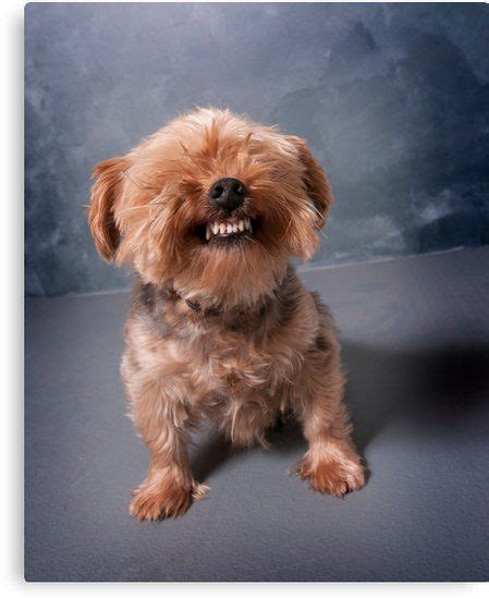 Yorkshire Terrier Smiling Also Buy This Artwork On Wall Prints