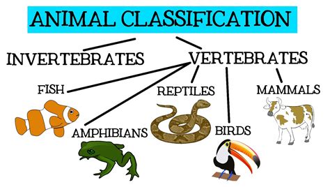 CBM CEIP PINTOR PEDRO CANO: "Animal Classification for Children
