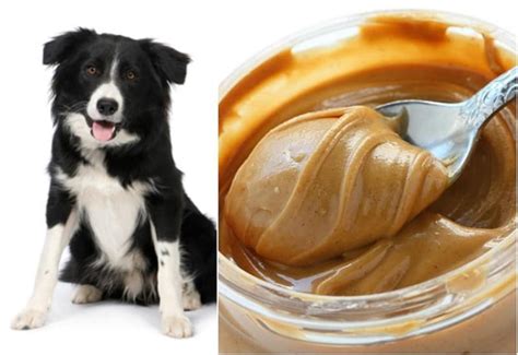 Can Dogs Eat Peanuts And Peanut Butter Miss Molly Says