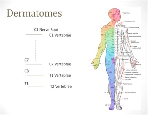 Dermatomes And Reflexes Flashcards Quizlet