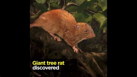 Discovered Giant Tree Rat Youtube