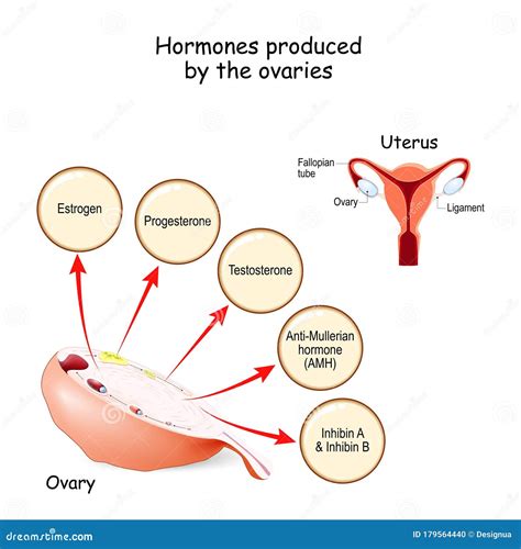 Hormonas Producidas Por Los Ovarios Sistema Endocrino Humano My XXX