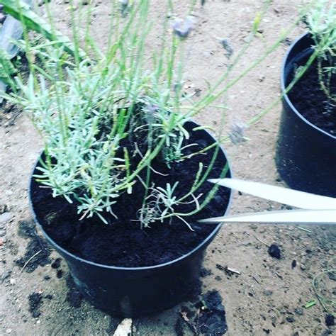 Pruning Young English Lavender Plants I Often Get Asked If You Need